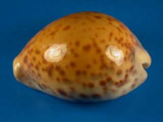 Cypraea tigris,  Heavy Callous,  Color,  77.  5mm,  Philippines Shell 2