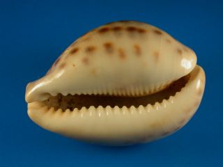 Cypraea tigris,  Heavy Callous,  Color,  77.  5mm,  Philippines Shell 3