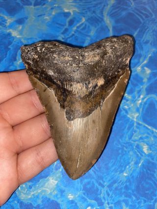 Megalodon Shark Tooth 4.  49” Huge Teeth Big Meg Scuba Diver Direct Fossil 3656
