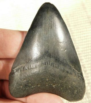 A Larger Carcharocles Megalodon Shark Tooth Fossil 49.  2gr