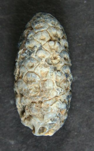 Chalcedony Fossil Horestail Cone – Western Sahara