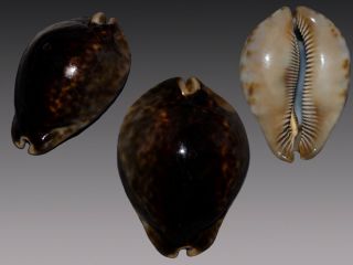 Seashell Cypraea Stercoraria Very Wide And Haevy Specimen Black 82.  1 Mm