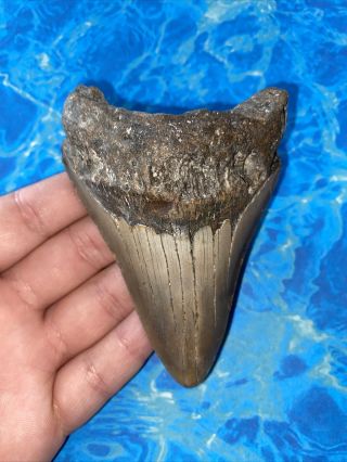 Megalodon Shark Tooth 4.  01” Huge Teeth Big Meg Scuba Diver Direct Fossil 3614