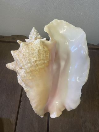 Vintage Large Natural Pink Queen Conch Sea Shell Seashell Beach Decor 10” 3.  5lbs