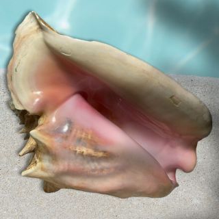 Large King Queen Seashell Horned Conch Seashell 11” Beach Decor