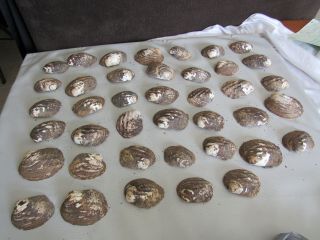 Set Of 40 Fifty Year Old Stock Mother Of Pearl Unpolished Clam Shell 7 Pounds