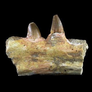 2.  6 " Platecarpus Mosasaur Fossil Tooth Jaw Bone Cretaceous Dinosaur Era