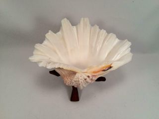 Giant Clam Sea Shell Tridacna Gigas & Carved Wood Stand Tropical Beach