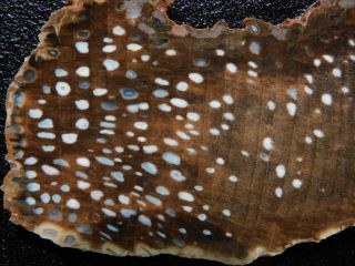 Rimrock: Rare Oregon Petrified Buggie Wood Rough Slice
