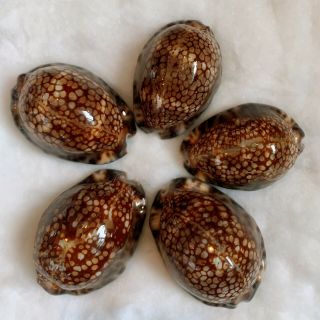 Cypraea Maculifera Hawaiiensis Set 56 - 63mm Cowrie Seashell
