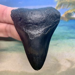 2.  90” Megalodon Shark Tooth - 100 Natural Fossil - No Repair - Quality