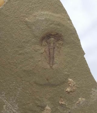 Cambrian Fossil Naraoia Spinosa,  Professional Teaching,  Cool No.  V25