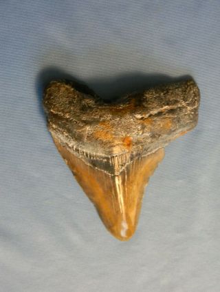 4 3/16 Inch Megalodon Shark Tooth Fossil