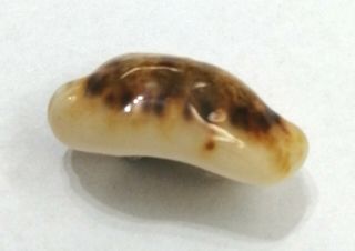 Shell Cypraea Listeri Melvilli Queensland 21,  7 Mm Niger & Very Rostrate