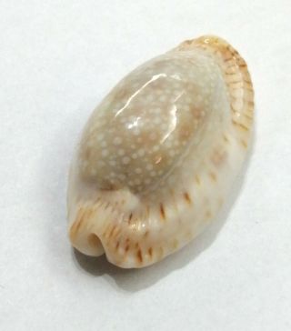 Shell Cypraea Erosa N.  Caledonia 31,  0 Mm Callous & Rostrated
