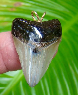 Megalodon Shark Tooth Necklace - 1 & 7/16 - Baby Meg - Real Fossil