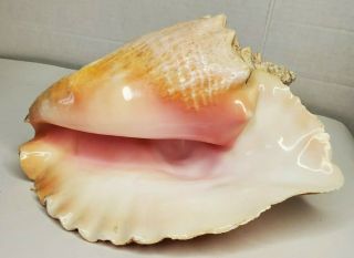Conch Shell Horn Large Queen Conch Shell 8 - 9 " Length Sea Shell Trumpet 2lbs.  14oz