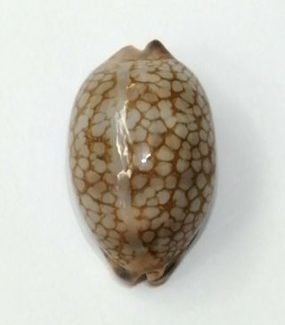 Shell Cypraea Scurra Hawaii 43,  6 Mm Fat Shape