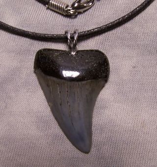 Mako Shark Tooth Necklace 1 7/16 Fossil Sharks Teeth Pendant Megalodon Jaw