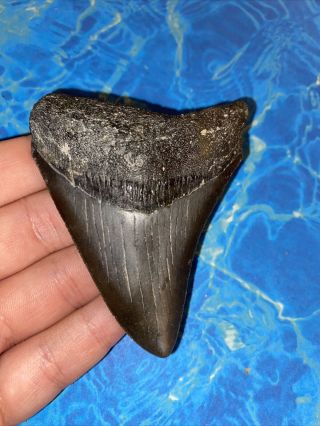 Megalodon Shark Tooth 3.  17” Huge Teeth Big Meg Scuba Diver Direct Fossil 3563