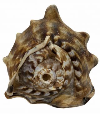 Conch Shell Seashell Queen Horned Tiger Striped Beach Ocean Sea Nautical 7.  75 "