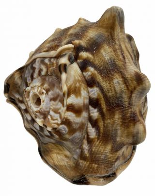 Conch Shell Seashell Queen Horned Tiger Striped Beach Ocean Sea Nautical 7.  75 