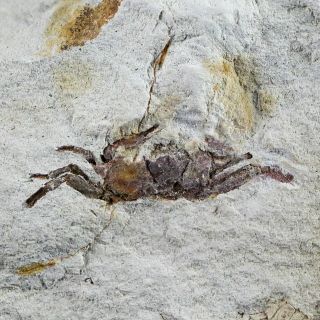 1.  1 Fossil Crab Pinnixa Galliheri Pea Crab Monterey Cty San Luis Obispo Miocene