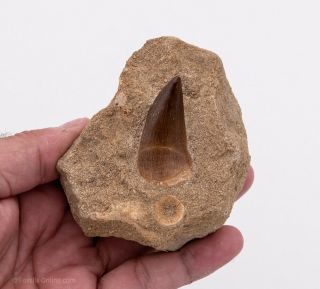 Fine Fossil Mosasaur Tooth Morocco Marine Reptile Fossil