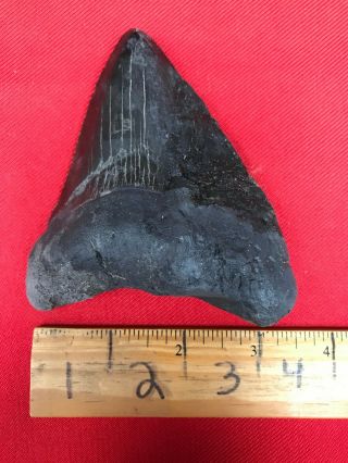 Ancient Museum Prepped Megalodon Shark Tooth - 23/3.  6 Million Years Old - Rrmtr9
