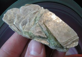 Rare Locality Green Tourmaline In Golden Muscovite Mica Crystal Mt Mica Maine