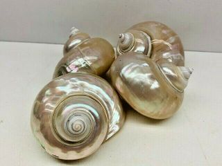 3 1/2 " Mother Of Pearl Turban Shells - Set Of Four