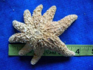 Freak Real Starfish Seashell Sea Shells Star Taxidermy Craft Oddity Odd Sideshow