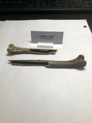 2 Pleistocene Fossil Bird Sandhill Crane Leg Bones From Dixie Co.  Florida