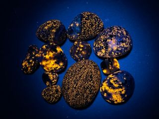 30g Bright Yooperlite Sodalite Rock Crystal Mineral Fluorescent Usa Dn76