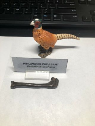 Pleistocene Fossil Ringwood Pheasant Bird Leg Bone From Dixie Co.  Florida