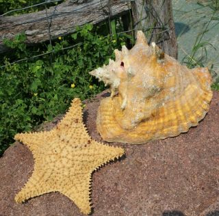 Vintage Large Natural Pink Queen Conch Shell & Starfish Decorative Aquarium