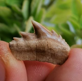 Awesome Cow Shark Tooth Fossil