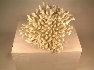 Large Natural Ocean Reef Sea Coral White 3.  2 Pounds 10” X 10 " X 6” High Look