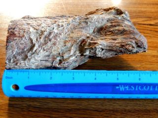 Petrified Wood Limb Cast 3 Lb.  