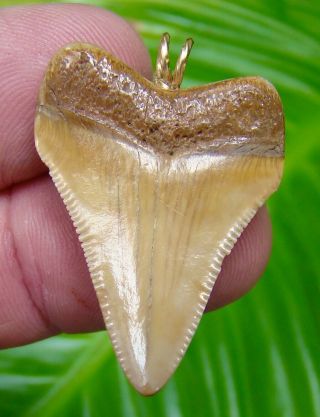 Megalodon Shark Tooth Necklace - 1 & 7/16 - Baby Meg - Serrated - Real Fossil