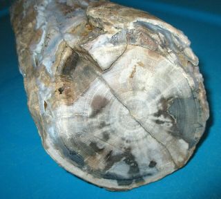Large 6 - 1/2 Lb.  Blue Forest Petrified Wood Limb Cast Wyoming