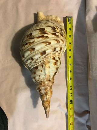 Pacific Triton Extra Large Seashell 12” Shell Trumpet Of The Sea