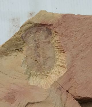 Cambrian Fossil Naraoia Spinosa,  Very Cool No.  A40