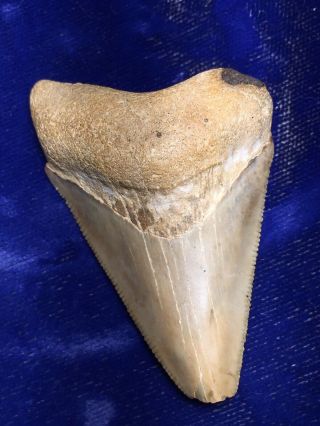 Otodus Megalodon Fossil Shark Tooth Indonesia