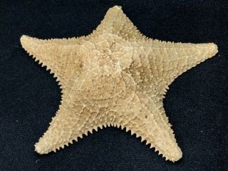 Starfish Seashell Very Old Rare Large (11 ") Real Dried Old Vintage
