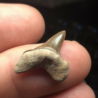 Fossil Cretaceous Shark Tooth From Lake Waco Spillway Texas