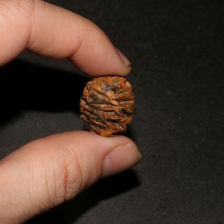 Meta Sequoia Pine Cone Fossil - Hell Creek Formation Cretaceous - Total Stunner