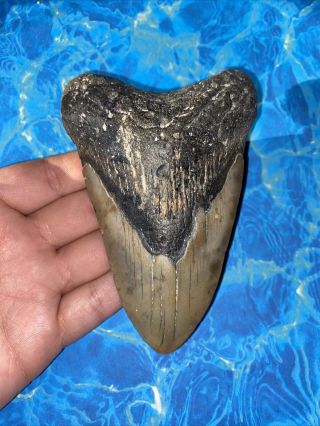 Megalodon Shark Tooth 4.  75” Huge Teeth Big Meg Scuba Diver Direct Fossil 3454
