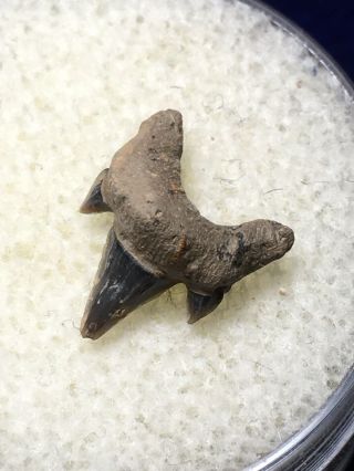 Uncommon Protolamna Sokolovi Fossil Cretaceous Shark Tooth Texas