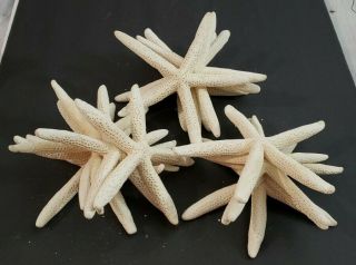 White Finger Starfish 8 " Bleach 14 Count Beach Wedding Decor Large